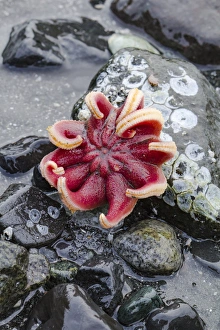 USA, Alaska. Rose sea star exposed on rocks at low tide USA, Alaska. Rose sea star exposed on rocks at low tide