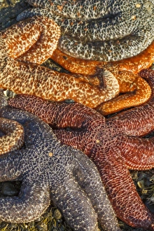 USA, Alaska. Sea stars in a variety of colors on the beach at low tide USA, Alaska. Sea stars in a variety of colors on the beach at low tide