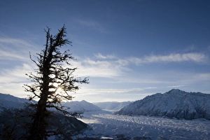 USA, Alaska, Silhouette of gnarled spruce tree on summit of Lions Head peak USA, Alaska, Silhouette of gnarled spruce tree on summit of Lions Head peak