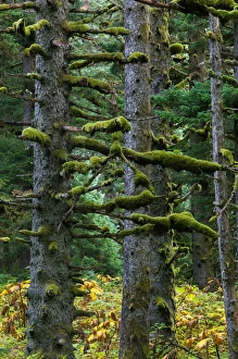 USA-ALASKA-SOUTHWEST-KODIAK ISLAND-Kodiak: Pacifc Fir Trees & Moss USA-ALASKA-SOUTHWEST-KODIAK ISLAND-Kodiak: Pacifc Fir Trees & Moss