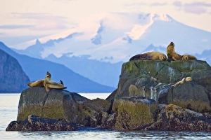 USA. Alaska. A Steller sea lion bull and harem perch on a rock in Kinak Bay, Katmai NP USA. Alaska. A Steller sea lion bull and harem perch on a rock in Kinak Bay, Katmai NP