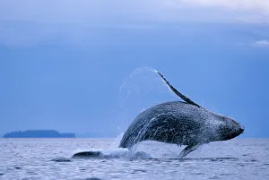 USA, Alaska, Tongass National Forest, Humpback Whale (Megaptera novaengliae) breaches USA, Alaska, Tongass National Forest, Humpback Whale (Megaptera novaengliae) breaches