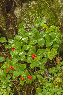Anan Creek Collection: USA, Alaska, Tongass National Forest, Anan Creek. Berries on plants at tree base