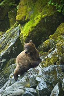 USA, Alaska. Young grizzly bear on rocky slope USA, Alaska. Young grizzly bear on rocky slope