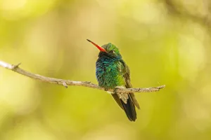 USA, Arizona, Arizona-Sonora Desert Museum. Male broad-billed hummingbird on limb USA, Arizona, Arizona-Sonora Desert Museum. Male broad-billed hummingbird on limb