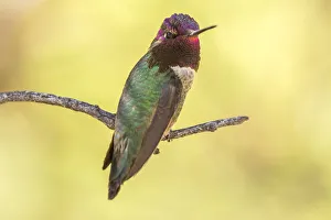 USA, Arizona, Boyce Thompson Arboretum State Park. Male Anna's hummingbird displaying on limb USA, Arizona, Boyce Thompson Arboretum State Park. Male Anna's hummingbird displaying on limb