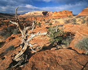 USA, Arizona, Paria Canyon, Coyote Buttes area, Twisted tree and sandstone formations USA, Arizona, Paria Canyon, Coyote Buttes area, Twisted tree and sandstone formations