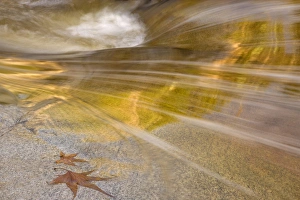 USA, Arizona, Tucson, Catalina State Park. FMaple leaves next to flowing water in USA, Arizona, Tucson, Catalina State Park. FMaple leaves next to flowing water in