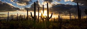 USA, Arizona, Tucson, Saguaro National Park, Tucson Mountain District USA, Arizona, Tucson, Saguaro National Park, Tucson Mountain District