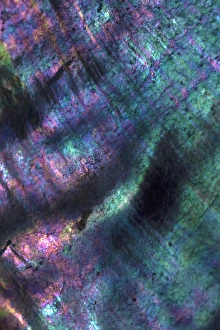 USA, California. Abalone shell close-up. Credit as: Christopher Talbot Frank / Jaynes USA, California. Abalone shell close-up. Credit as: Christopher Talbot Frank / Jaynes