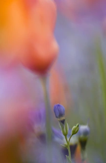 USA, California, Abstract of poppies and gilia wildflowers USA, California, Abstract of poppies and gilia wildflowers
