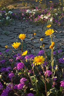USA, California, Anza-Borrego Desert. Desert sunflowers and sand verbina. Credit as USA, California, Anza-Borrego Desert. Desert sunflowers and sand verbina. Credit as