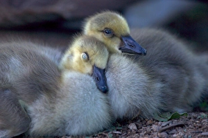 USA, California. Baby Canada geese. Credit as: Christopher Talbot Frank / Jaynes USA, California. Baby Canada geese. Credit as: Christopher Talbot Frank / Jaynes