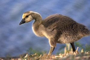 USA, California. Baby Canada goose. Credit as: Christopher Talbot Frank / Jaynes USA, California. Baby Canada goose. Credit as: Christopher Talbot Frank / Jaynes