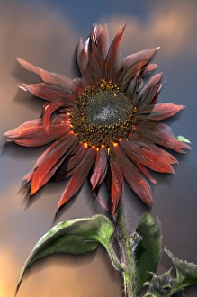 USA, California, Black Hybrid sunflower blowing in the wind at dusk USA, California, Black Hybrid sunflower blowing in the wind at dusk