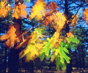 USA, California, Black Oak Leaves blowing in the Wind USA, California, Black Oak Leaves blowing in the Wind