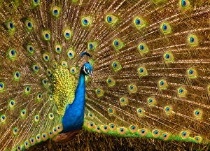 USA, California, Carlsbad, Leo Carrillo Ranch, Peacock in spring USA, California, Carlsbad, Leo Carrillo Ranch, Peacock in spring