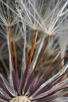 USA, California. Dandelion close-up. Credit as: Christopher Talbot Frank / Jaynes USA, California. Dandelion close-up. Credit as: Christopher Talbot Frank / Jaynes