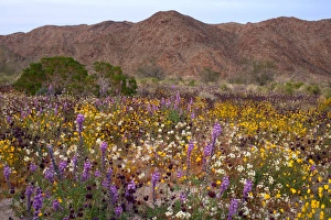 USA, California, Desert Wildflowers in Joshua Tree National Park USA, California, Desert Wildflowers in Joshua Tree National Park