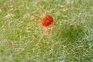 USA; California; Extreme close-up of a spider mite USA; California; Extreme close-up of a spider mite