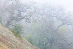 USA, California, Henry W. Coe State Park. Scenic of morning fog in park. Credit as USA, California, Henry W. Coe State Park. Scenic of morning fog in park. Credit as