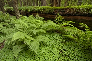 USA, California, Humboldt Redwood National Park. Bracken fern and redwood sorrel border USA, California, Humboldt Redwood National Park. Bracken fern and redwood sorrel border