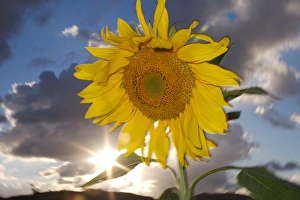 USA, California, Hybrid sunflower blowing in the wind at dusk USA, California, Hybrid sunflower blowing in the wind at dusk