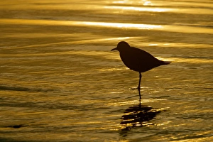 USA, California, La Jolla Shores. Silhouette of black-bellied plover standing USA, California, La Jolla Shores. Silhouette of black-bellied plover standing