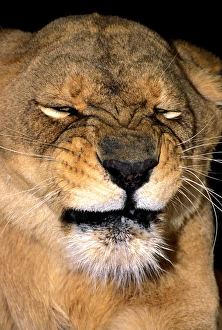 USA, California, Los Angeles County. African lioness adult grimacing at Wildlife USA, California, Los Angeles County. African lioness adult grimacing at Wildlife