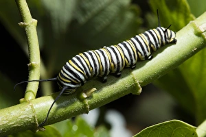 USA, California. Monarch butterfly caterpillar close-up USA, California. Monarch butterfly caterpillar close-up