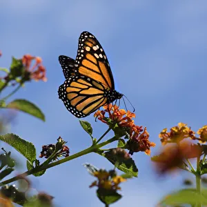 USA, California. Monarch butterfly on lantana flower USA, California. Monarch butterfly on lantana flower