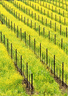USA, California, Napa Valey, wine country, mustard plants in a vineyard USA, California, Napa Valey, wine country, mustard plants in a vineyard