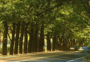 USA, California, Napa Valley, St. Helena, wine country, a tunnel of trees in morning USA, California, Napa Valley, St. Helena, wine country, a tunnel of trees in morning