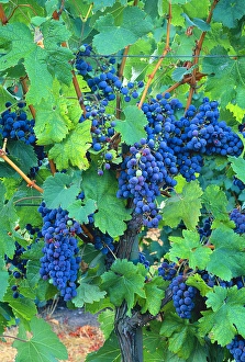 USA, California, Napa Valley, wine country, cabernet grapes on the vine USA, California, Napa Valley, wine country, cabernet grapes on the vine
