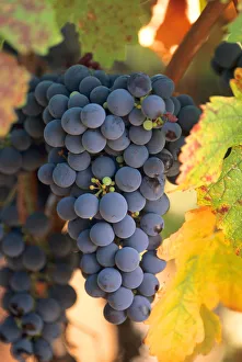 USA, California, Napa, wine country, a cluste of cabernet sauvignon grapes hangs USA, California, Napa, wine country, a cluste of cabernet sauvignon grapes hangs
