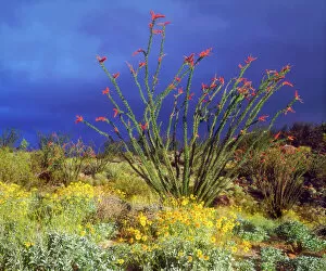 Images Dated 6th May 2014: USA; California, Ocotillo and Brittlebush Wildflowers in Anza Borrego Desert State Park