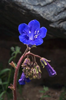 USA, California, Phacelia Wildflowers in Joshua Tree National Park USA, California, Phacelia Wildflowers in Joshua Tree National Park