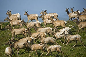USA, California, Point Reyes National Seashore. Tule elk herd USA, California, Point Reyes National Seashore. Tule elk herd
