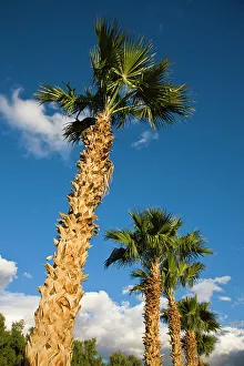USA, California, Salton City. Salton Sea area, palm grove USA, California, Salton City. Salton Sea area, palm grove