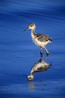 USA, California, Salton Sea National Wildlife Refuge. Black-necked stilt chick walking USA, California, Salton Sea National Wildlife Refuge. Black-necked stilt chick walking