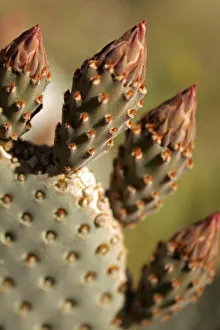 USA, California, San Diego County. Beavertail Cactus ready to bloom in Anza-Borrego USA, California, San Diego County. Beavertail Cactus ready to bloom in Anza-Borrego