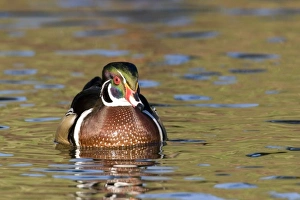 USA - California - San Diego County - Wood Duck USA - California - San Diego County - Wood Duck