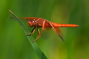 USA; California; San Diego; A Drangonfly in Mission Trails Park in San Diego USA; California; San Diego; A Drangonfly in Mission Trails Park in San Diego