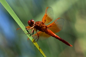 USA; California; San Diego; A Orange Drangonfly in Mission Trails Regional Park in USA; California; San Diego; A Orange Drangonfly in Mission Trails Regional Park in