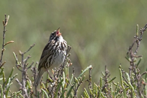 USA - California - San Diego - Song Sparrow singing USA - California - San Diego - Song Sparrow singing