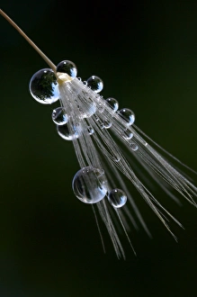 USA; California; San Diego; Water droplets on a dandelion seed parachute USA; California; San Diego; Water droplets on a dandelion seed parachute