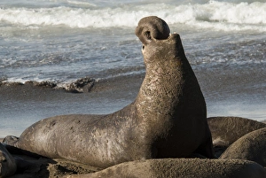 USA: California, San Simeon, elephant seals, (Mirounga Lionina) on Pacific Ocean USA: California, San Simeon, elephant seals, (Mirounga Lionina) on Pacific Ocean