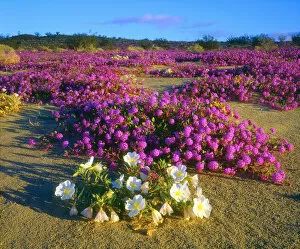 Images Dated 6th May 2014: USA, California, Sand Verbena and Dune Primrose wildflowers in Anza Borrego Desert State Park