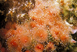 USA, California, Santa Barbara Islands. Strawberry anemones USA, California, Santa Barbara Islands. Strawberry anemones