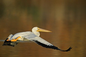 USA, California, Santee Lakes Park. White pelican flies over yellow and brown lake water USA, California, Santee Lakes Park. White pelican flies over yellow and brown lake water